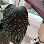 Calathea sanderiana Hoja