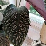 Calathea sanderiana Blad