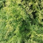 Asparagus verticillatus പുഷ്പം
