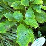 Mackaya bella Leaf