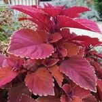 Coleus scutellarioidesЛист