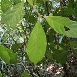 Guarea pubescens Leaf