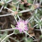 Centaurea bruguieriana (DC.) Hand. -Mazz.Blodyn