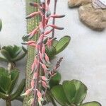 Gasteria disticha Flower