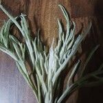 Artemisia absinthium Foglia