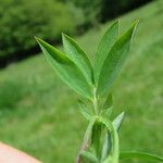 Lathyrus linifolius পাতা