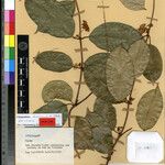 Calyptranthera brevicaudata Otro