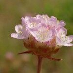 Armeria canescens Flower