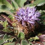 Carthamus rhaponticoides Flower