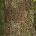 Pachira dolichocalyx Bark
