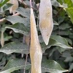 Wisteria frutescens Fruit