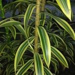 Dracaena reflexa Folio