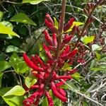 Erythrina herbacea Цвят