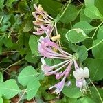 Lonicera etrusca Habit