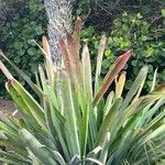 Billbergia brasiliensis Leaf