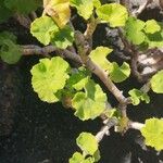 Pelargonium zonale Feuille