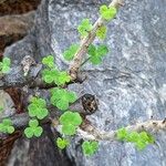Oxalis virgosa Hoja