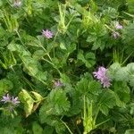 Erodium moschatum برگ