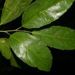 Hasseltiopsis dioica Hoja