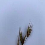 Danthonia alpina Blodyn