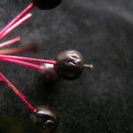 Aralia leschenaultii Fruit