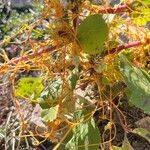 Cuscuta campestrisLevél