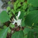 Lonicera xylosteumFlower