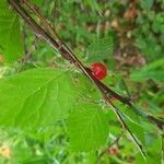 Prunus tomentosa Frucht