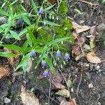 Campanula divaricata 花