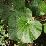 Piper umbellatum Leaf