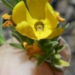 Androsace vitaliana Flower