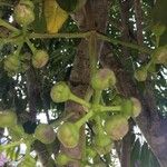 Lophostemon confertus Fruit