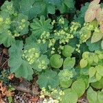 Alchemilla mollis Хабит