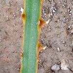 Washingtonia filifera Bark