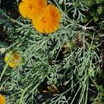 Eschscholzia caespitosa Habit