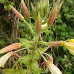 Oenothera glaziovianaЦветок