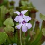 Oxalis articulata 花