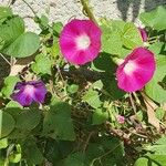 Ipomoea tricolor Fleur