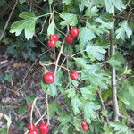 Crataegus monogyna Frucht