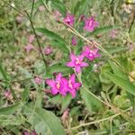 Centaurium littorale Flor
