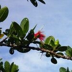 Sonneratia caseolaris Flower