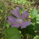 Malva alcea Flower