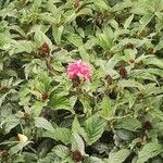 Justicia carnea ফুল