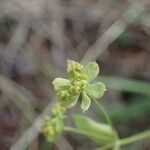 Bupleurum ranunculoides Цвят