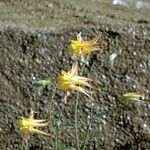 Aquilegia desertorum Hábitos