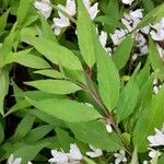 Deutzia crenata List