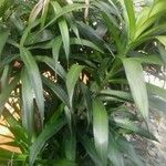 Dracaena angustifolia Blad