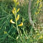 Spartium junceum Flower