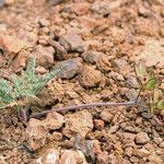 Lomatium nevadense عادت