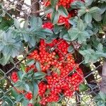 Ilex vomitoria Плод